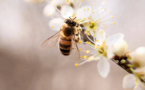 В Приморье восстановят почти погибшее поголовье пчел