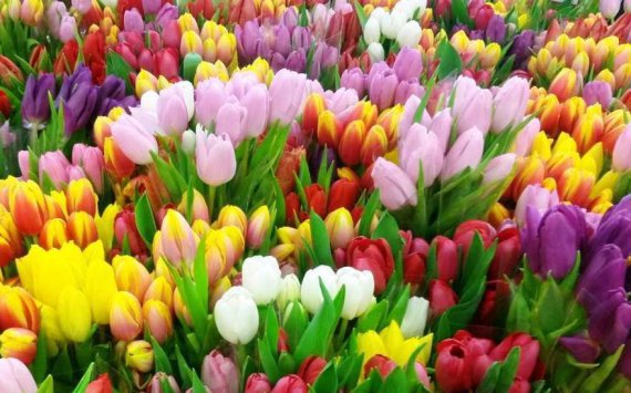 Названа стоимость тюльпанов и роз во Владивостоке на 8 марта