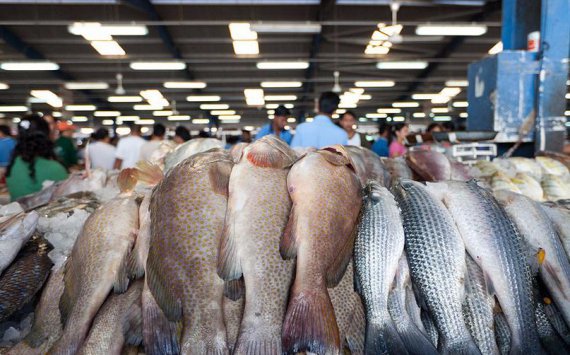 Инвесторы из Сингапура  откроют во Владивостоке рыбную биржу