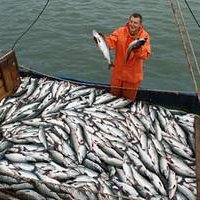 Правительство Приморья одобрило проект развития рыбохозяйственного комплекса