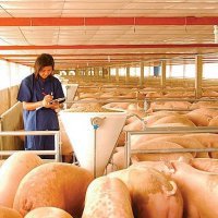 В Приморье к 2020 году производство свинины может увеличиться в 20 раз 