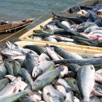 Приморье побило рекорд добычи морепродуктов в 2016 году