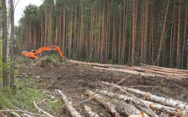 Владивостокский депутат выступает против незаконной вырубки деревьев