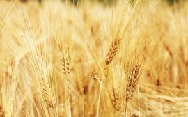 В Приморье аграрии потеряли урожай на 837 млн рублей 