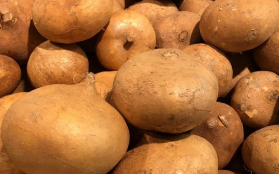 Кожемяко поручил увеличить урожайность картофеля в Приморье