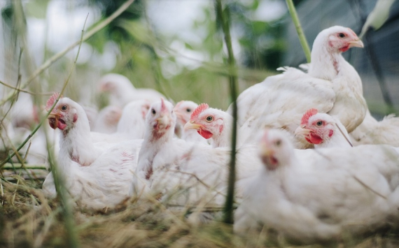 В Приморье возобновят производство мяса птицы