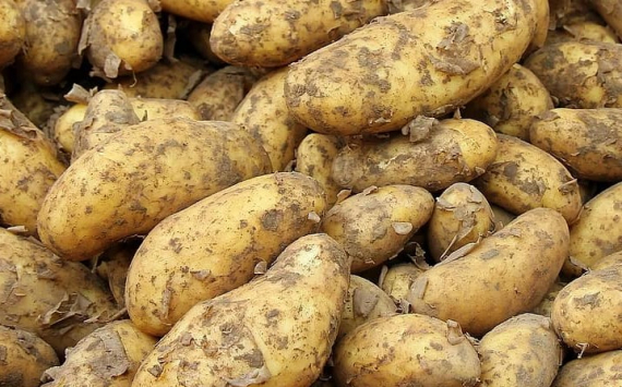 В Приморье урожай картофеля вырос в 2 раза