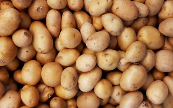 Власти Приморья заявили об искусственном завышении цен на картофель