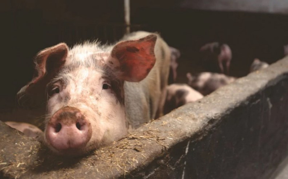 В Приморье собираются заняться восстановлением производства свинины