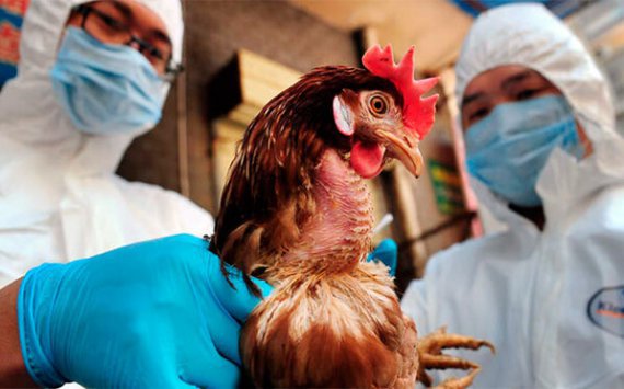 Во Владивостоке сожгли 2 тонны мяса, зараженного птичьим гриппом