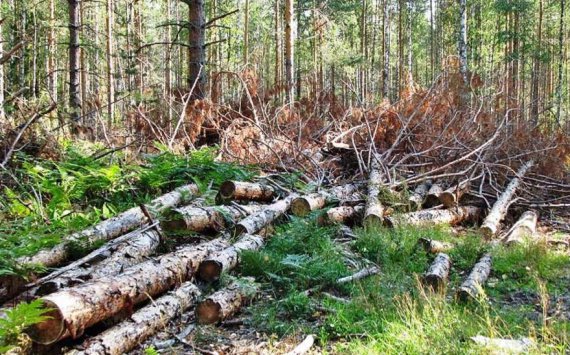 Во Владивостоке пытаются спасти городские леса