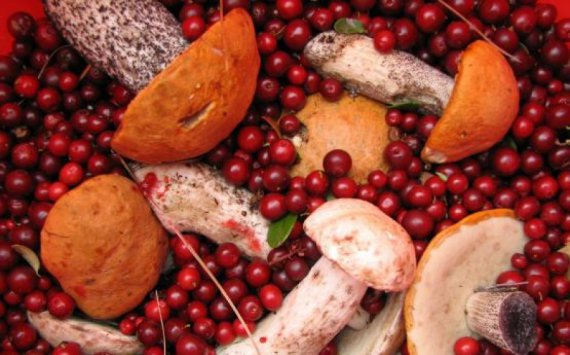 Депутаты Приморья просят разрешить регионам регулировать сбор грибов и ягод
