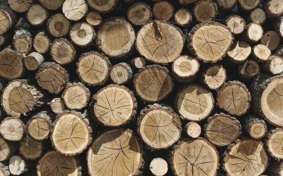 В Приморье утвердили стоимость кубометра дров