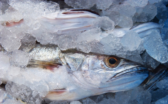 В Приморье продано 390 тонн социальной рыбы